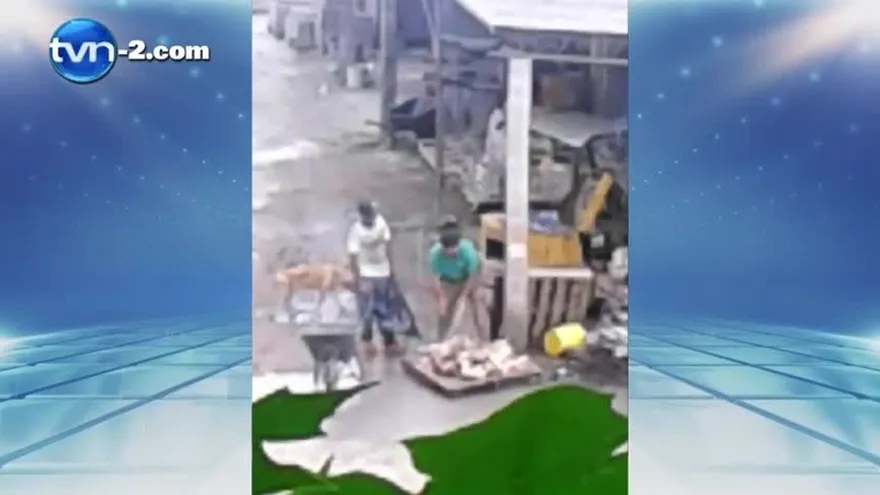 Denuncian supuesto matadero de perros clandestino en Tocumen