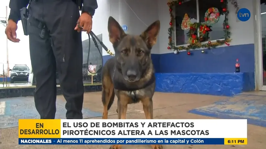 Recomendaciones para evitar que mascotas se sufran con los artefactos pirotécnicos
