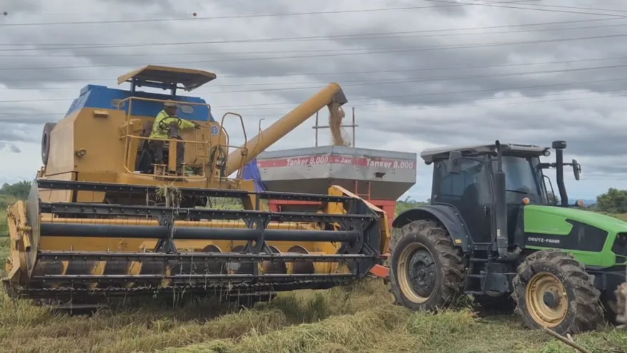 Inician cosecha de arroz que abastecerá a 16 escuelas de Coclé.
