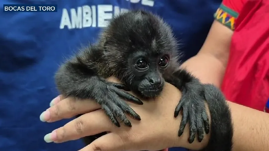 Salvan a monos aulladores.