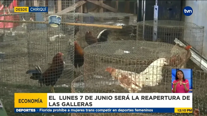 Reapertura de galleras es bien recibida entre sus seguidores en Chiriquí