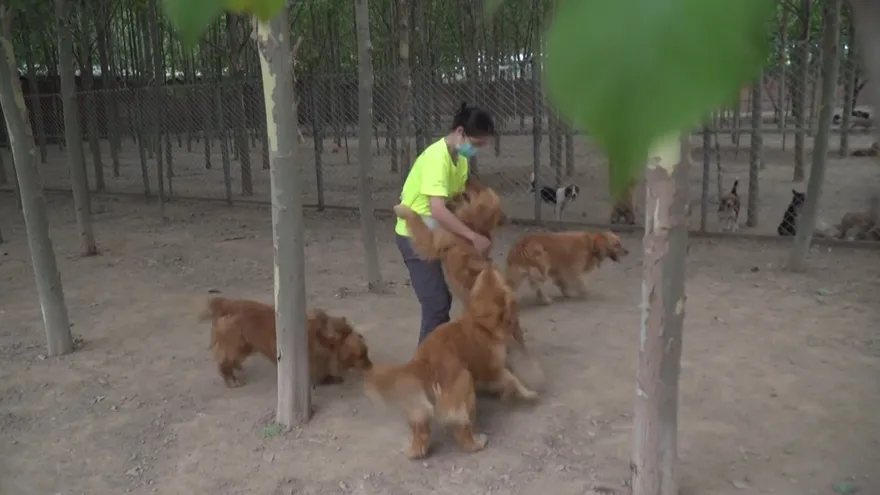 La fiesta de la carne de perro en China, victima colateral del coronavirus