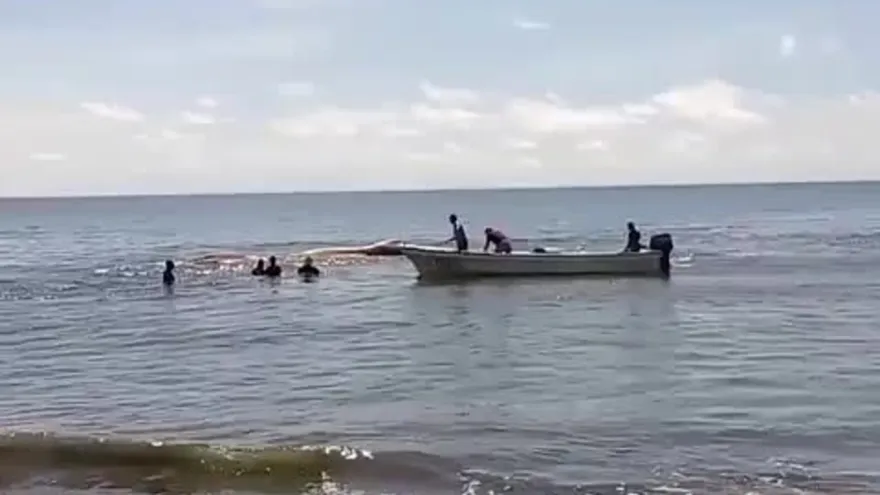 Rescatan ballena en Pocrí de Los Santos