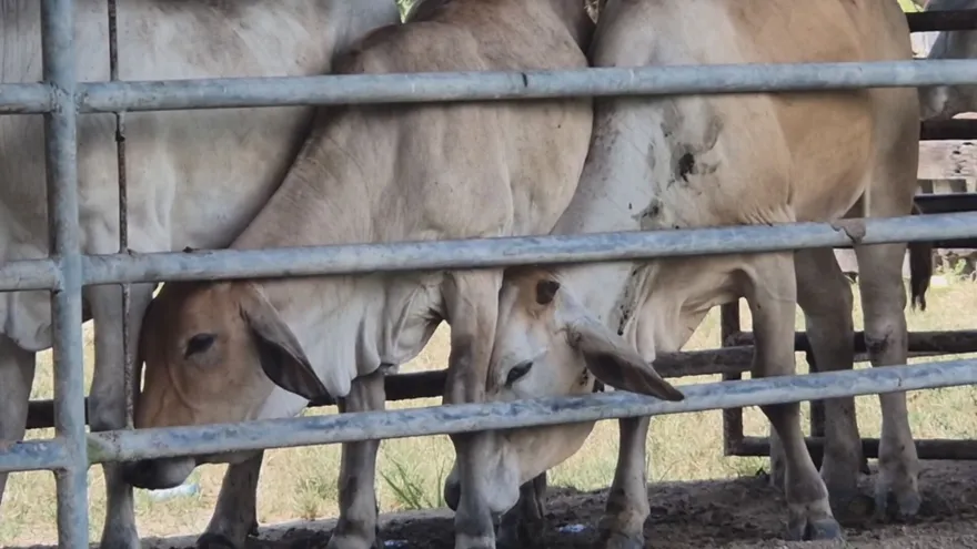 Rabia bovina afecta a reses en Coclé