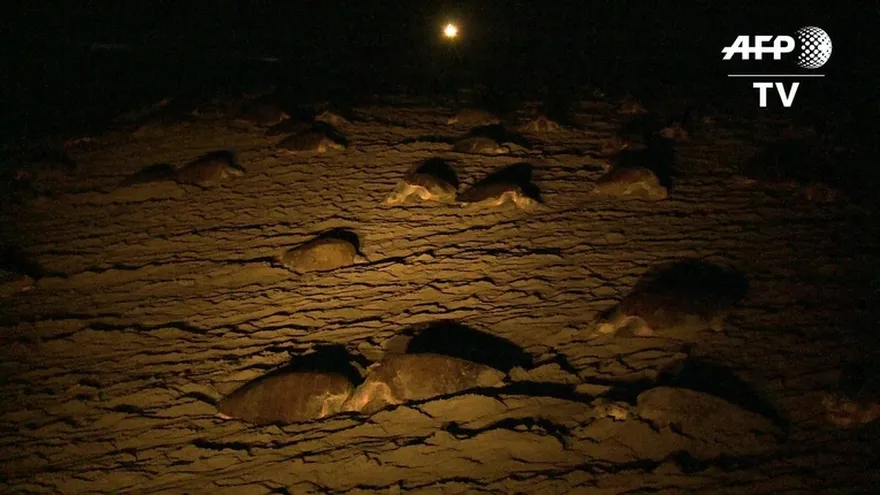 Drones para proteger a las tortugas