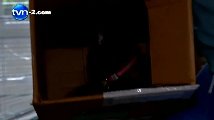 SOBRE POBLACION DE ANIMALES