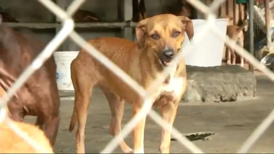 Alcaldía tilda de clandestino al Refugio Patitas de Amor de Tocumen