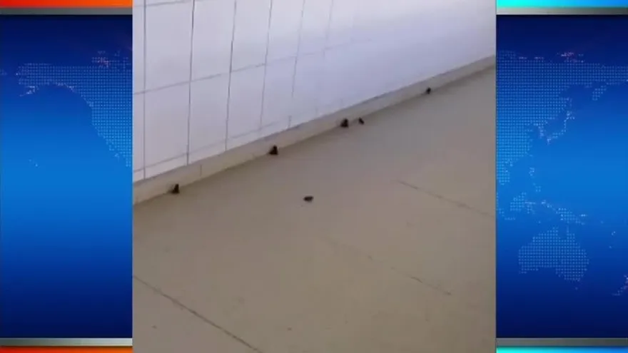 Ranas invaden hospital en Penonomé