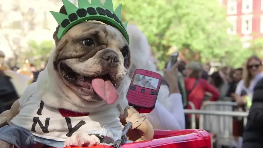 Los perros también celebran Halloween