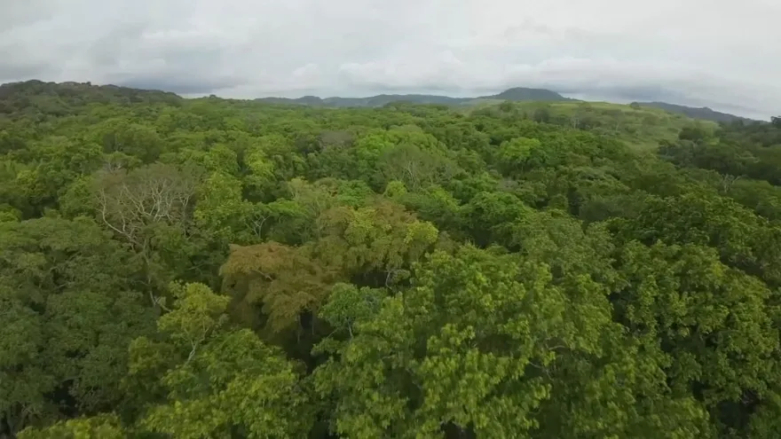 Imagen con fines ilustrativos de naturaleza y árboles.