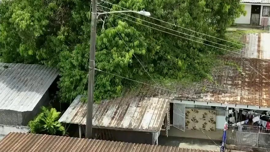 ¿Cuántos árboles enfermos aún existen en la ciudad capital?