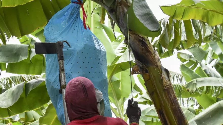 Una persona realiza labores de corte de banano.