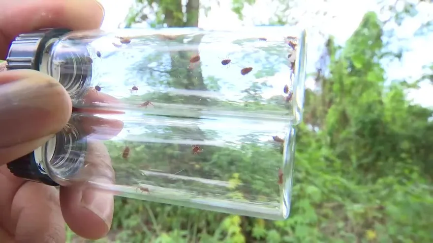 Confirman muerte de menores por picaduras de garrapata