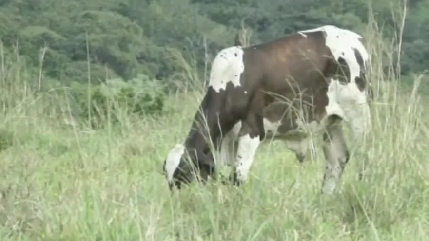 Niegan caso de encefalitis equina en Chiriquí
