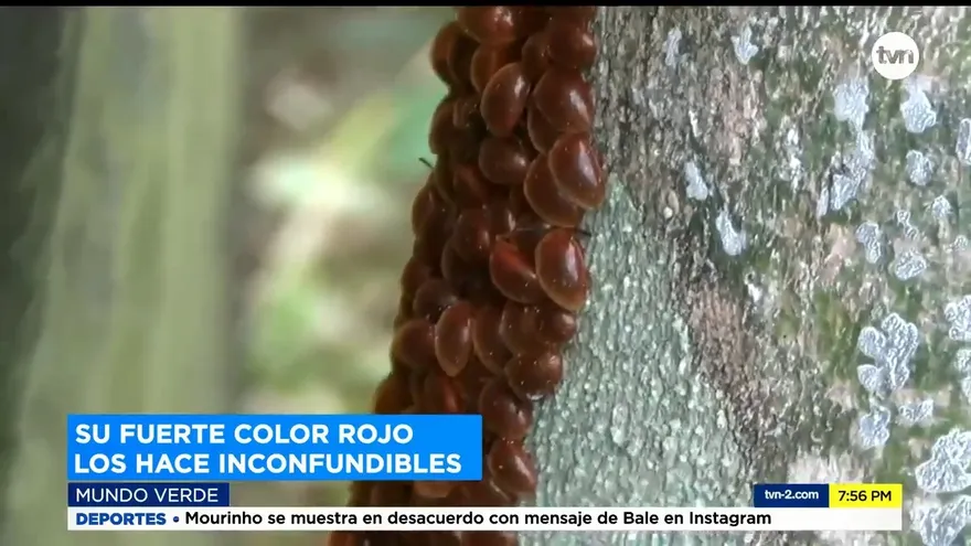 Mundo Verde: Escarabajos rojos de los hongos