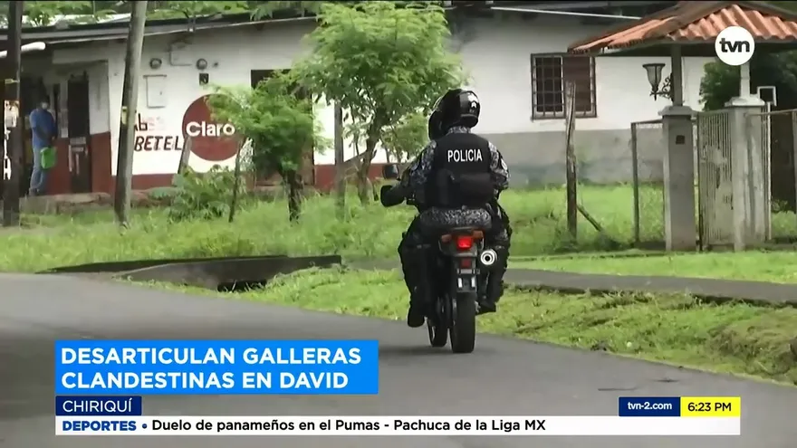 Desarticulan galleras clandestinas en Chiriquí