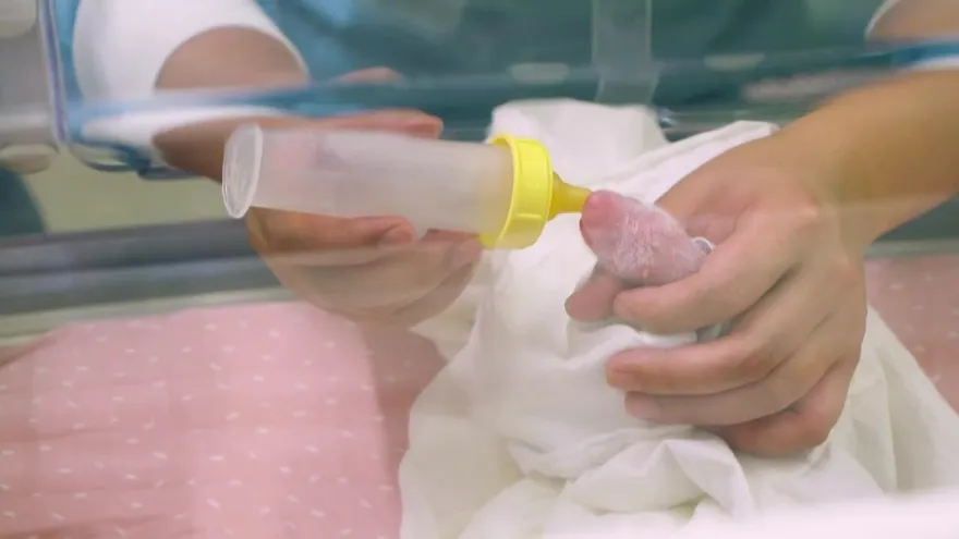 Nacen dos pandas gigantes gemelos en Bélgica