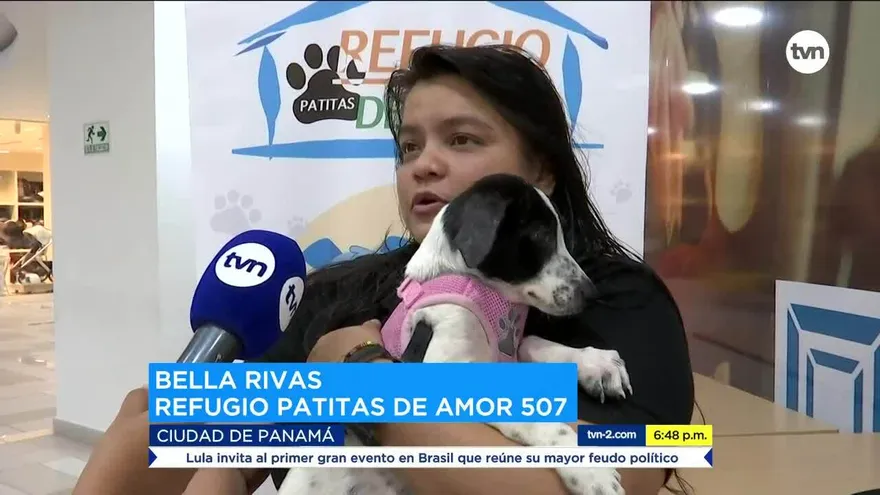 Fundaciones que brindan atención a los animales piden más apoyo
