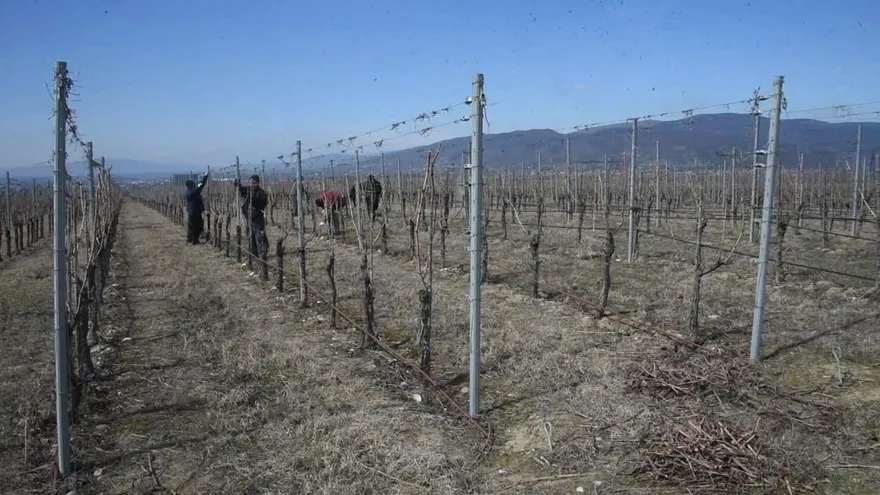 Georgia quiere plantar viñas en Marte