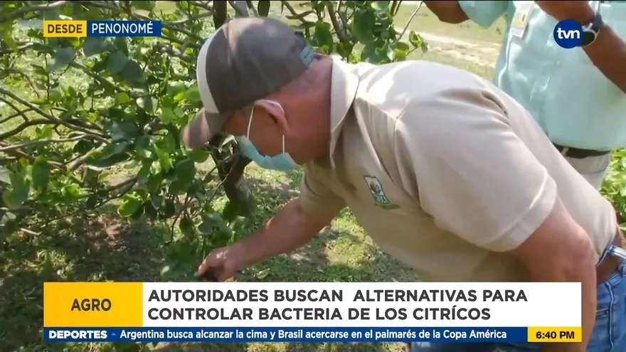 Insectos combatirán bacteria que afecta a cítricos