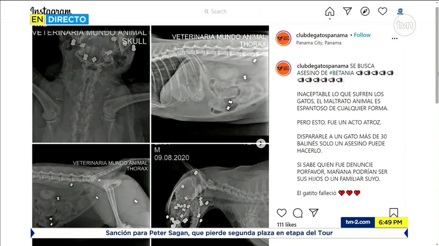 Individuo propinó más de 30 disparos contra un gato en Betania