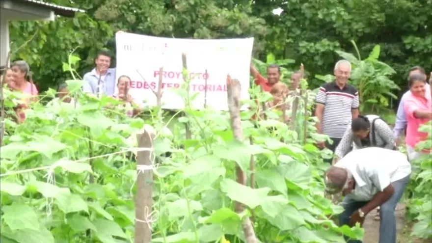 Adultos mayores en Penonomé hacen huertos