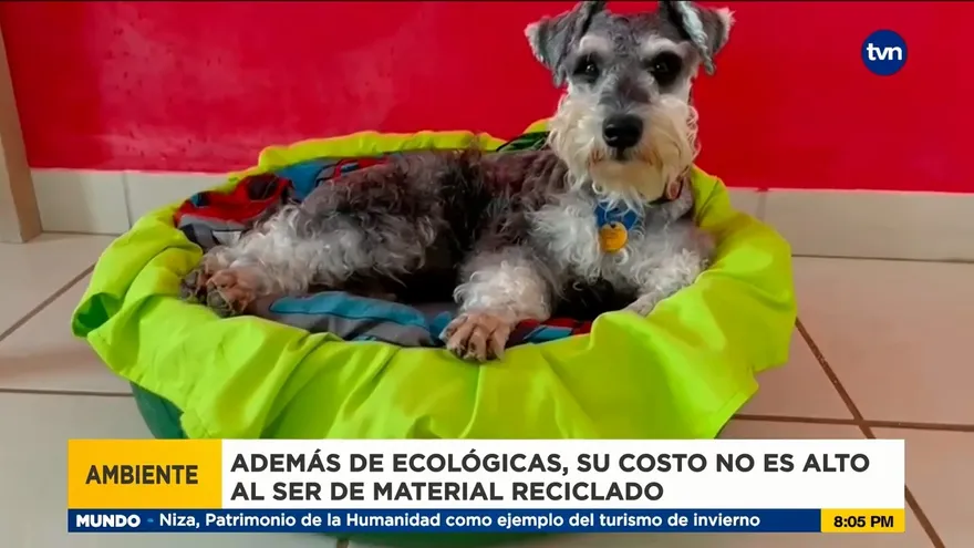 Eco camas para mascotas, una idea ecológica en TVN Emprende
