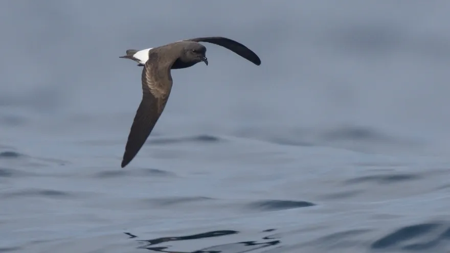 Panama: A Crucial Haven for Migratory Birds Amidst Environmental Concerns