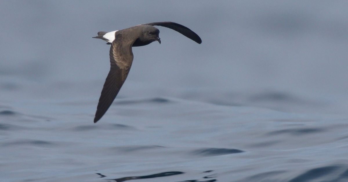 Día Mundial de las Aves Migratorias: Panamá, refugio de más de 170 especies que cruzan el país cada año