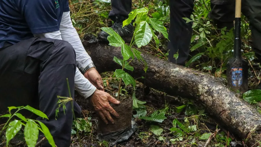 Personal de MiAmbiente apoyando en la reforestación