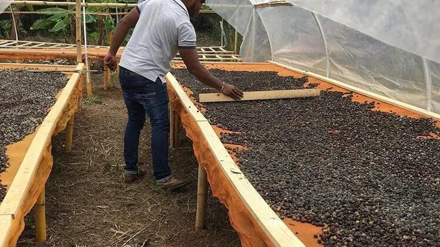 IMA impulsa la comercialización de café local