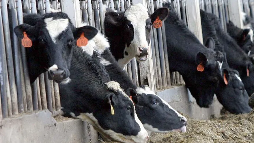 La Federación Nacional de Ganaderos de Venezuela (Fedenaga) denunció expropiaciones de reses a través de las gobernaciones locales.