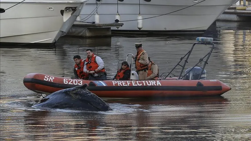 Fotografía de un ballenato, el pasado 3 de agosto, en uno de los diques del barrio de Puerto Madero, en Buenos Aires.