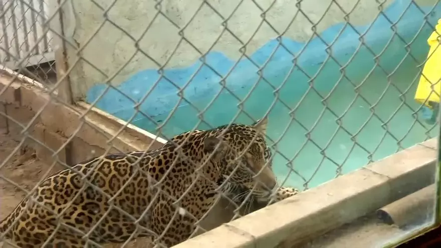 Jaguar panameño participa en un programa