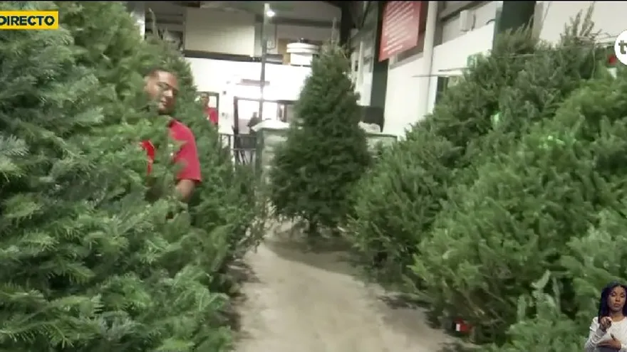 Arbolitos canadienses llegan para la temporada de navidad.