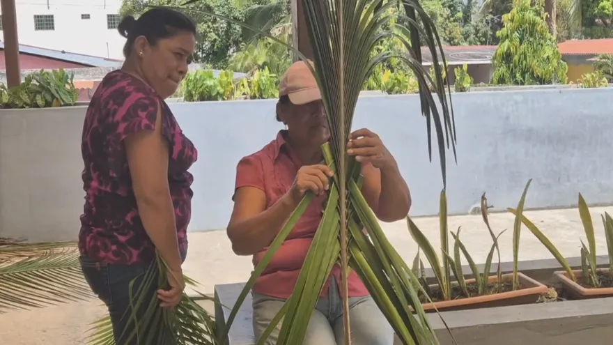 Manos que construyen fe: así se vive la preparación del Domingo de Ramos en Capira