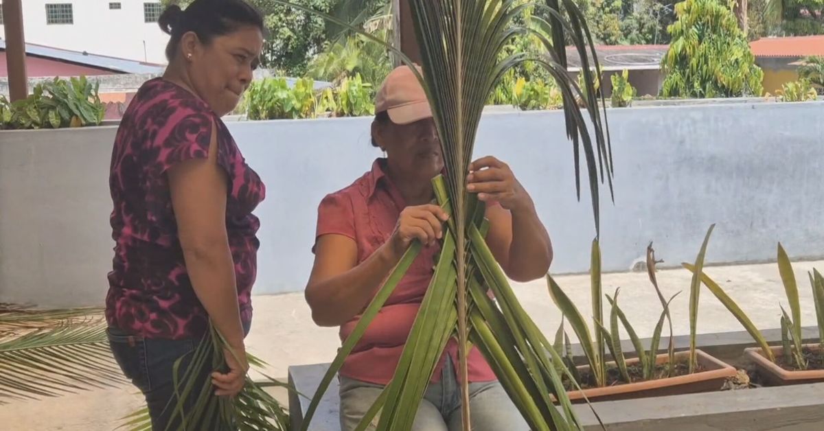 Manos que construyen fe: así se vive la preparación del Domingo de Ramos en Capira