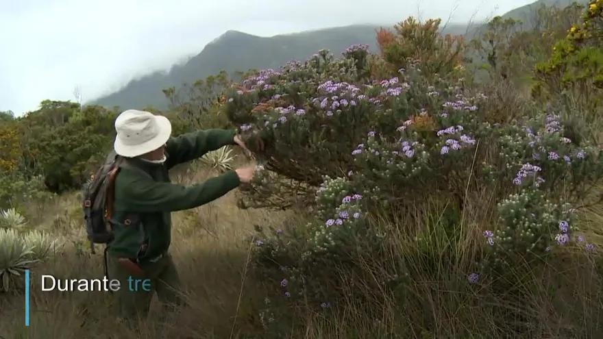 El colombiano que salva la memoria verde de la deforestación