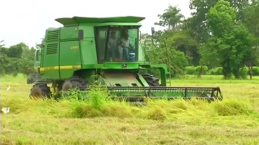 El riesgo de la cosecha nacional de arroz