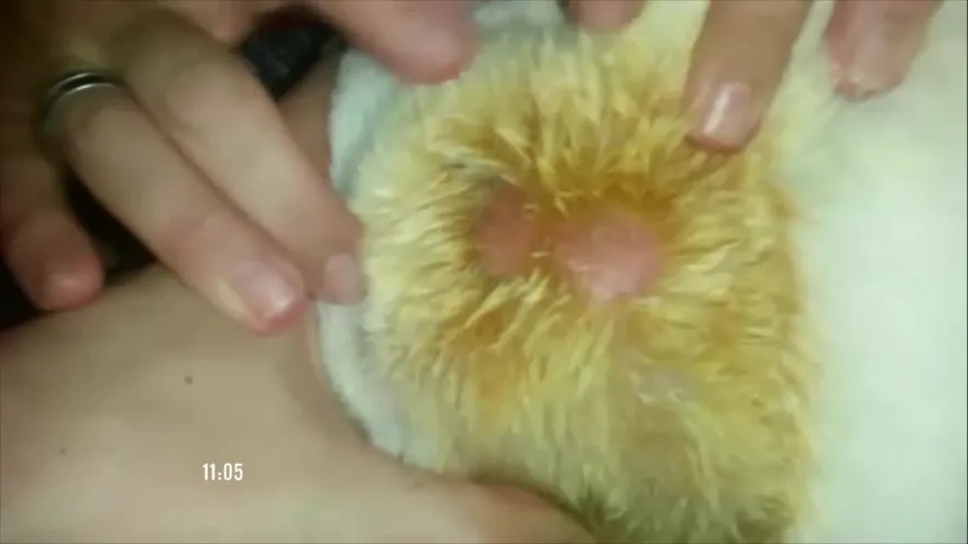 Enfermedades en la piel de los perros