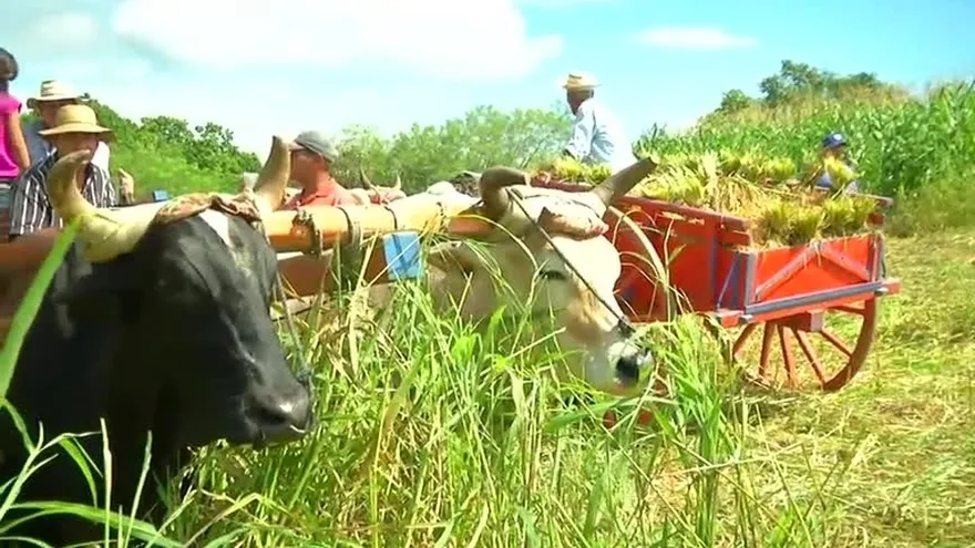 Productores de arroz en Darién temen perder sus cosechas