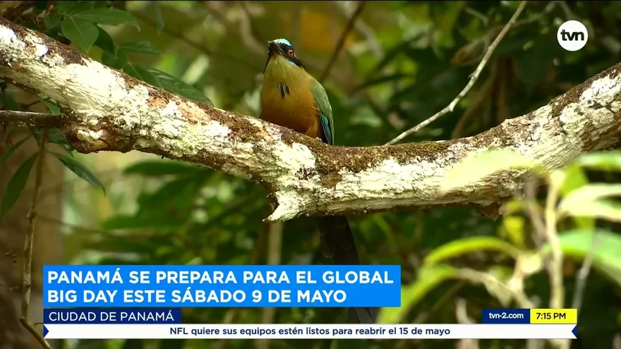 Panamá se prepara para el Global Big Day este sábado 9 de mayo