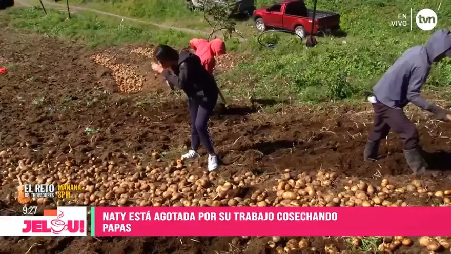 Naty cosecha papas en Chiriquí