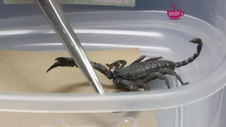 ¡No uses remedios caseros para picadas o mordeduras de alacrán, avispa o serpiente!