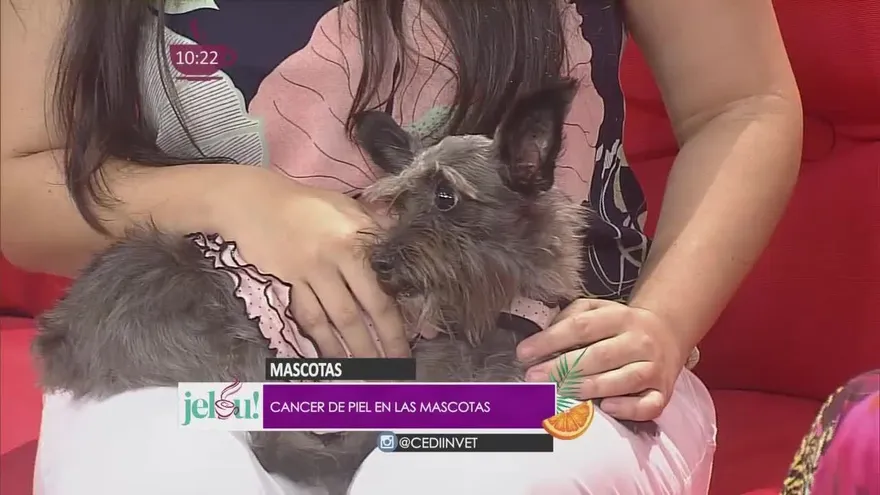 Cáncer de piel en mascotas