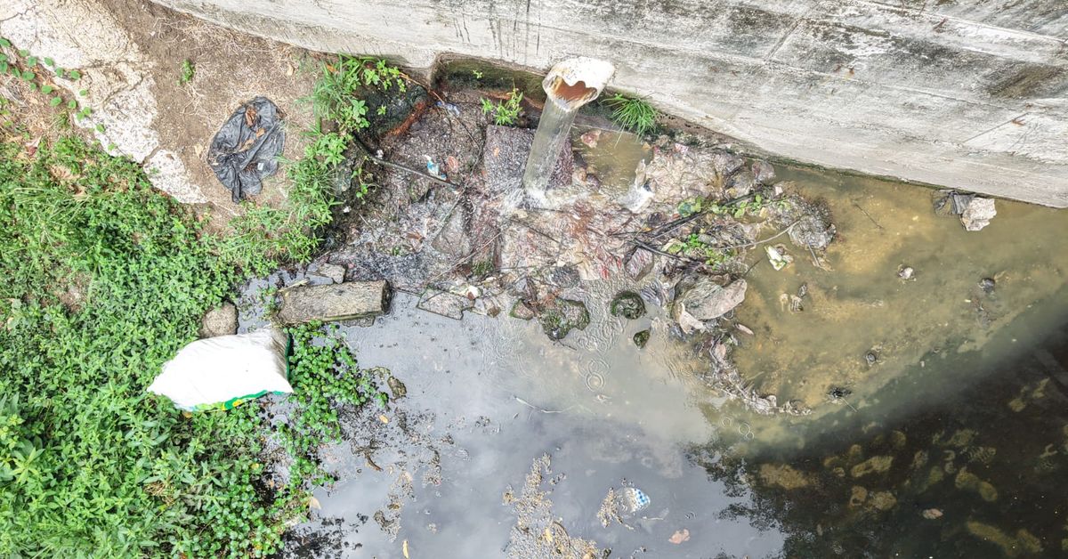 Río Curunducito: peces muertos delatan contaminación por aguas servidas