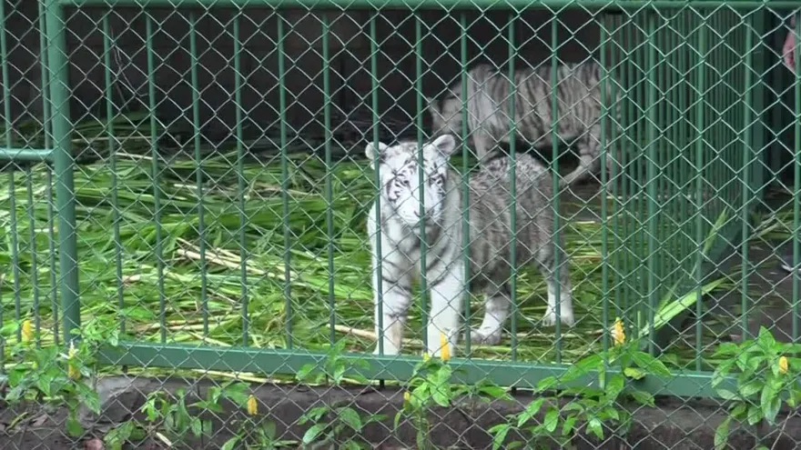 Zoológico de Nicaragua acoge a dos tigres blancos
