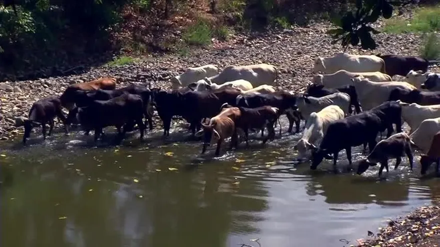Bajo la lupa: Fuerte sequía en Los Santos