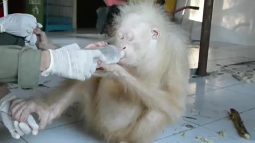 La orangutana albina de Indonesia recibe el nombre de ‘Alba’