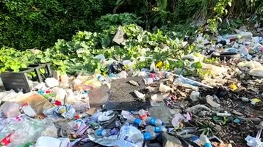 ¡Patacón en plena vía principal de Colón!